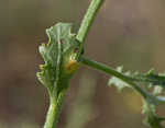 Winged pigweed